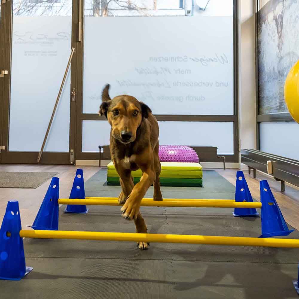 mahn_hundeschule_2