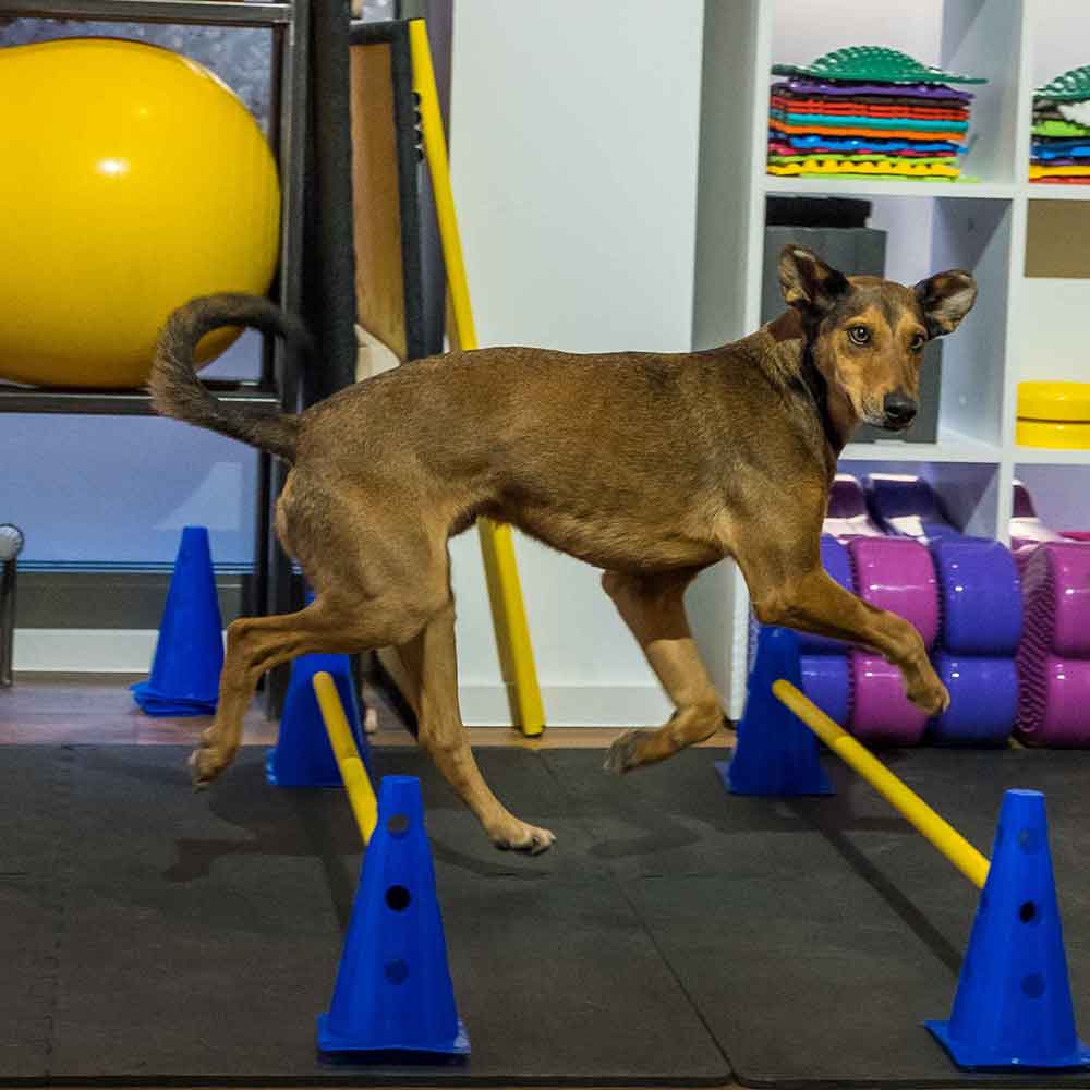 mahn_hundeschule_3